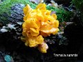 Tremella aurantia-amf1835